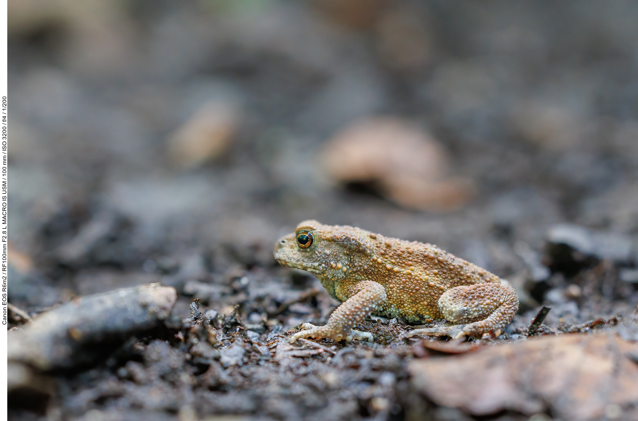 Erdkröte [Bufo bufo]