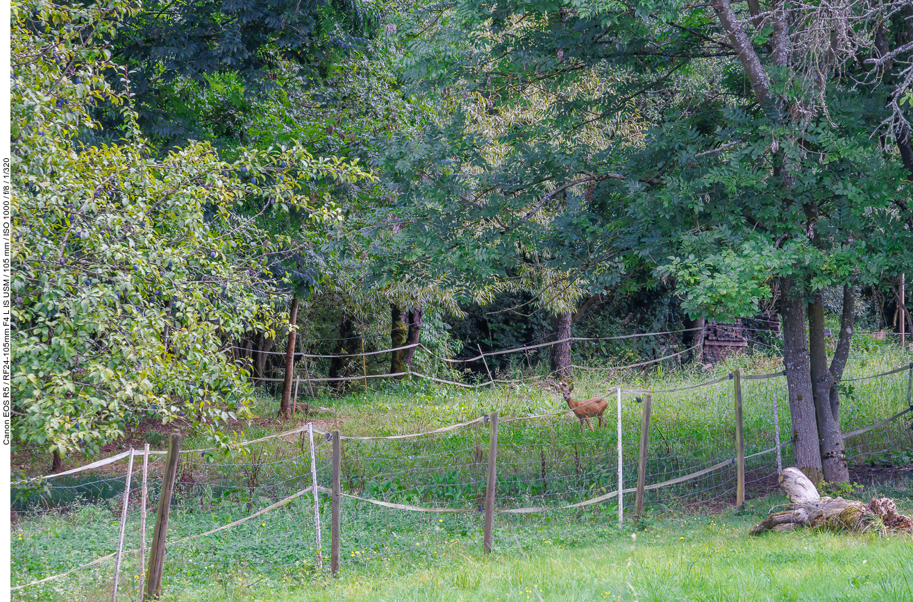 Wie kommt das Reh dahin?