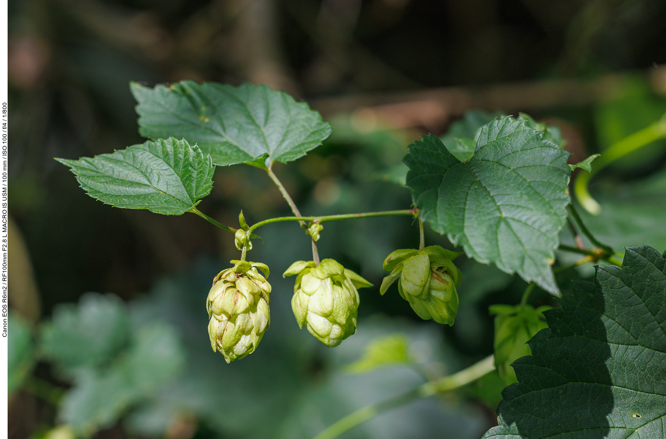 Hopfen [Humulus]