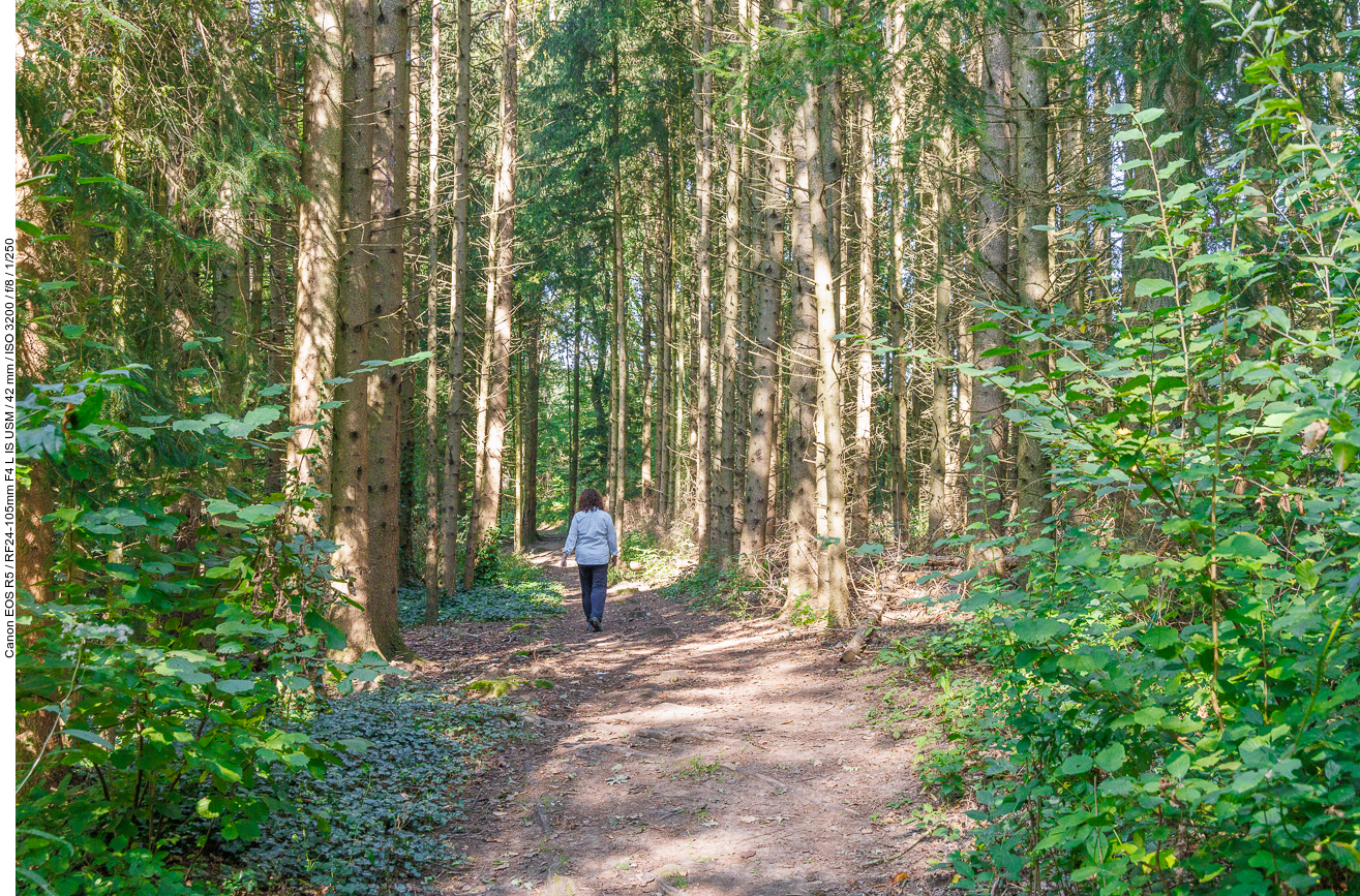 Durch den schattigen Wald