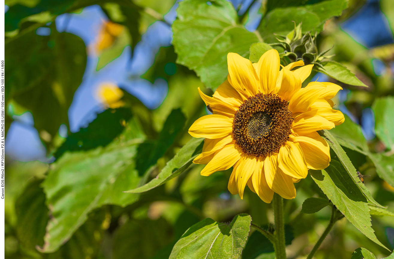 Sonnenblume, passend zum Wetter