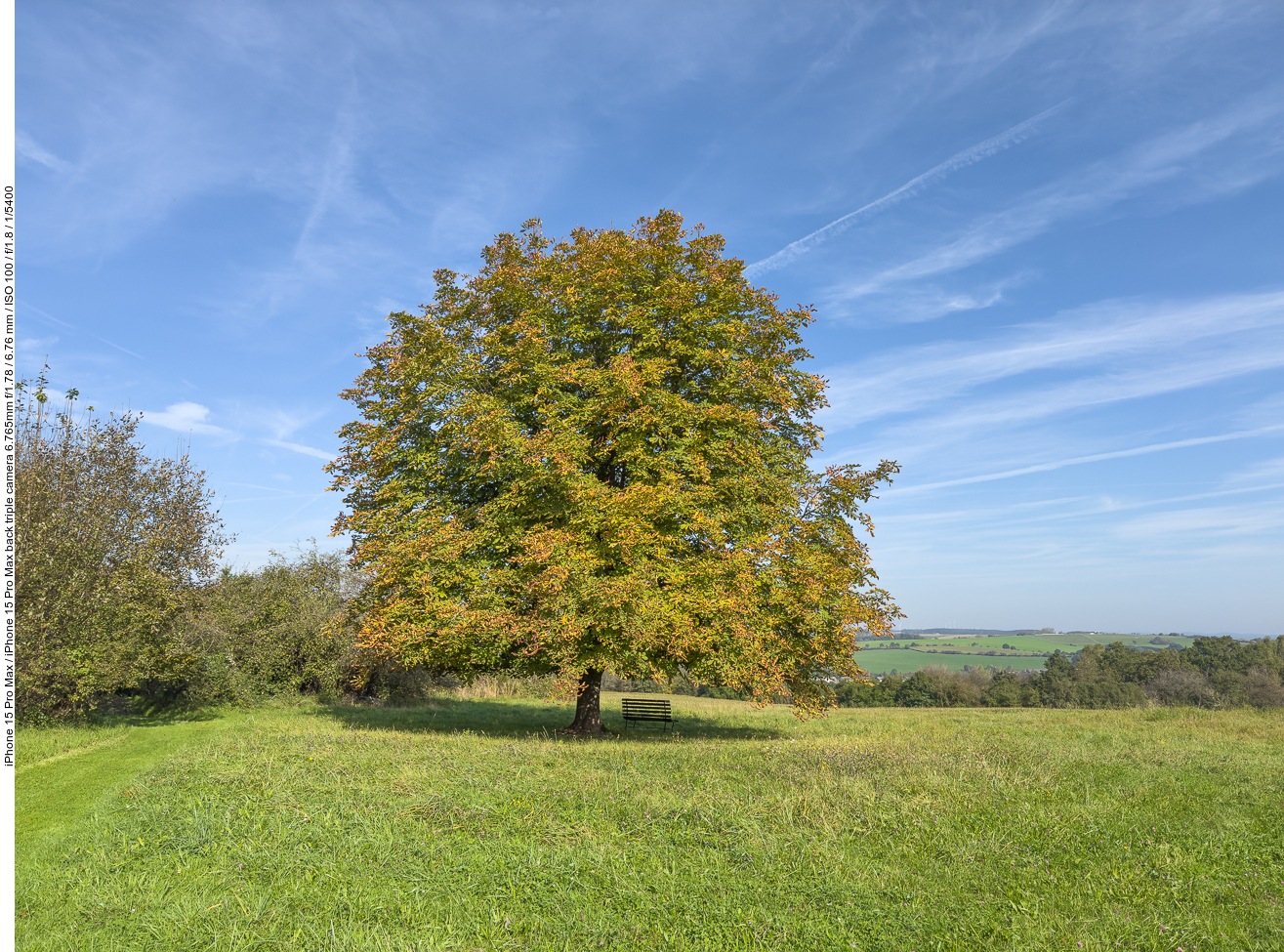 Schöner Kastanienbaum