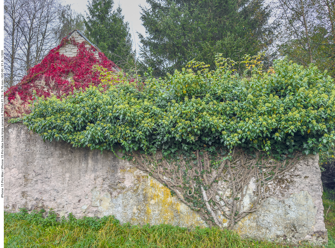 Zugewachsene Fassade im Örtchen Thranenweier