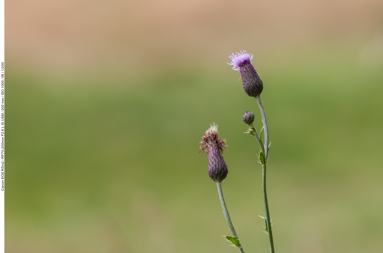 Ackerdistel [Cirsium arvensum]