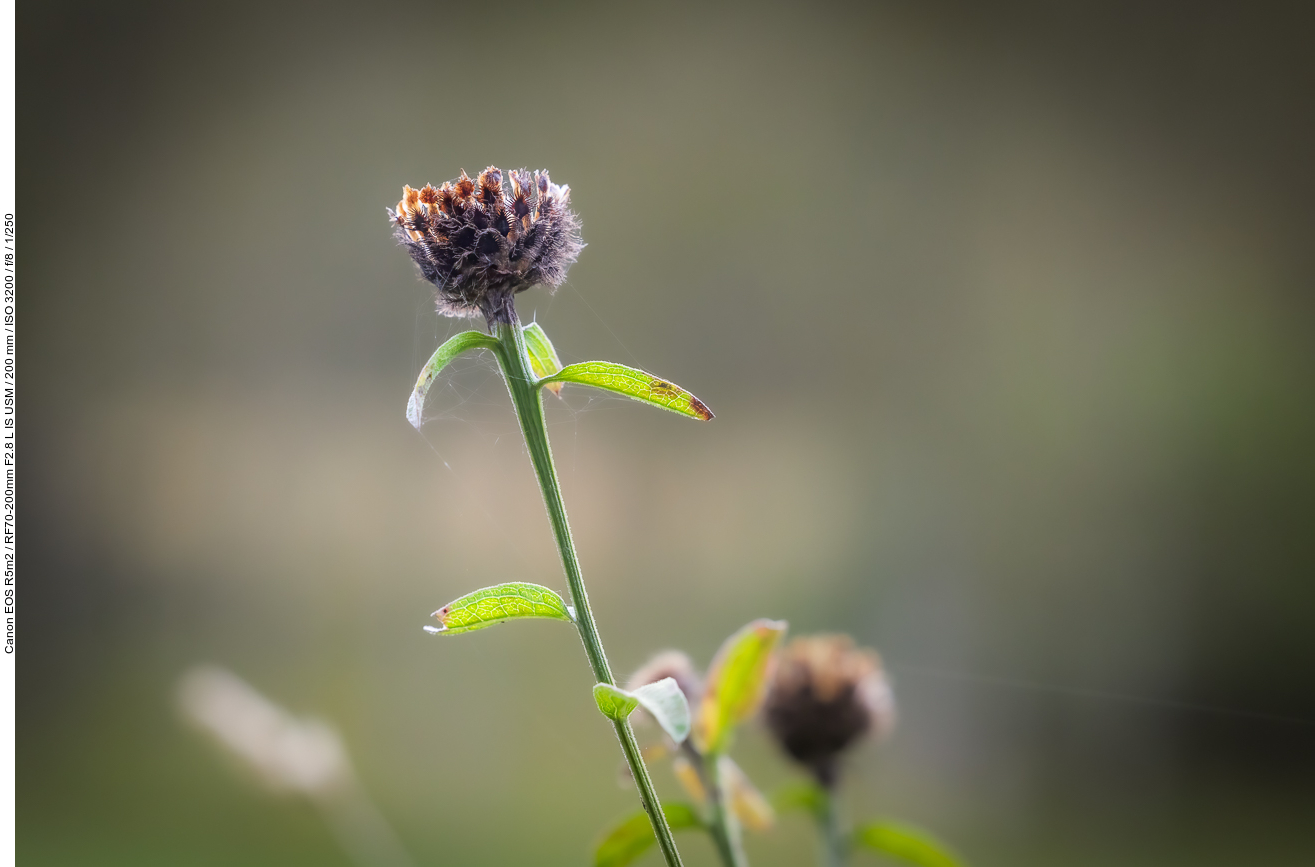 Schwarze Flockenblume [Centaurea nigra]