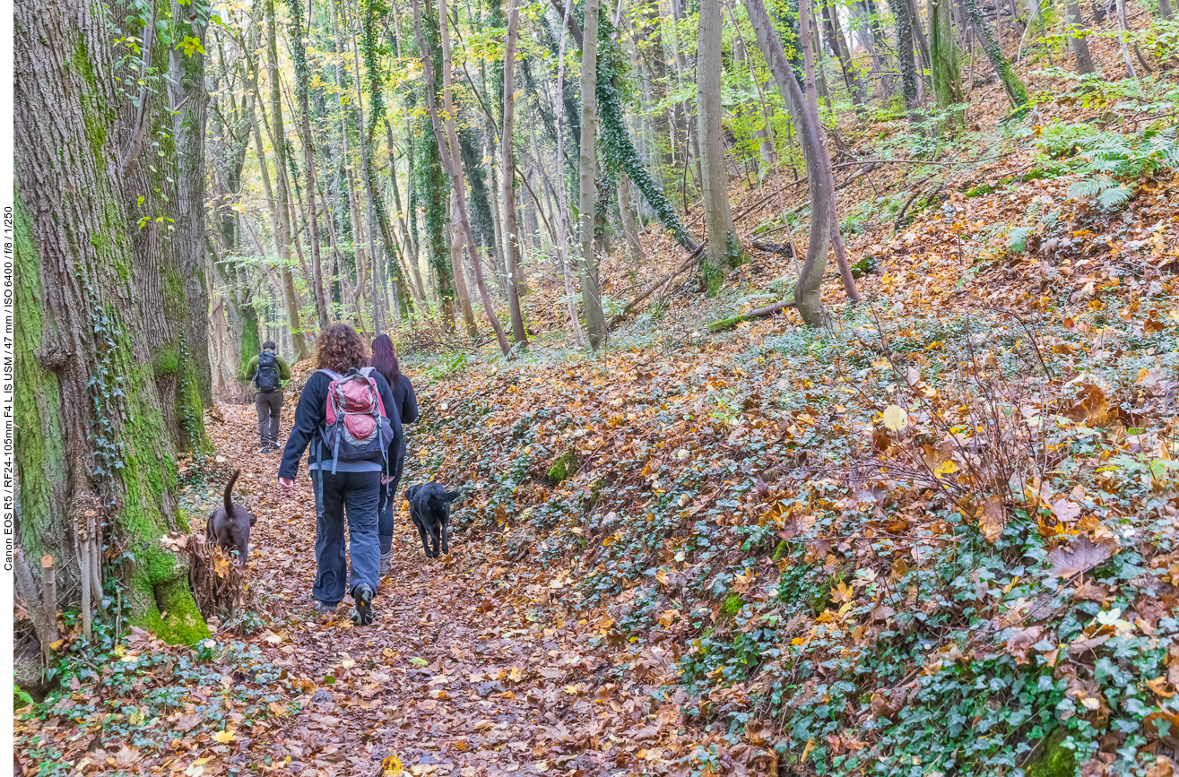 Unterwegs im herbstlichen Wald