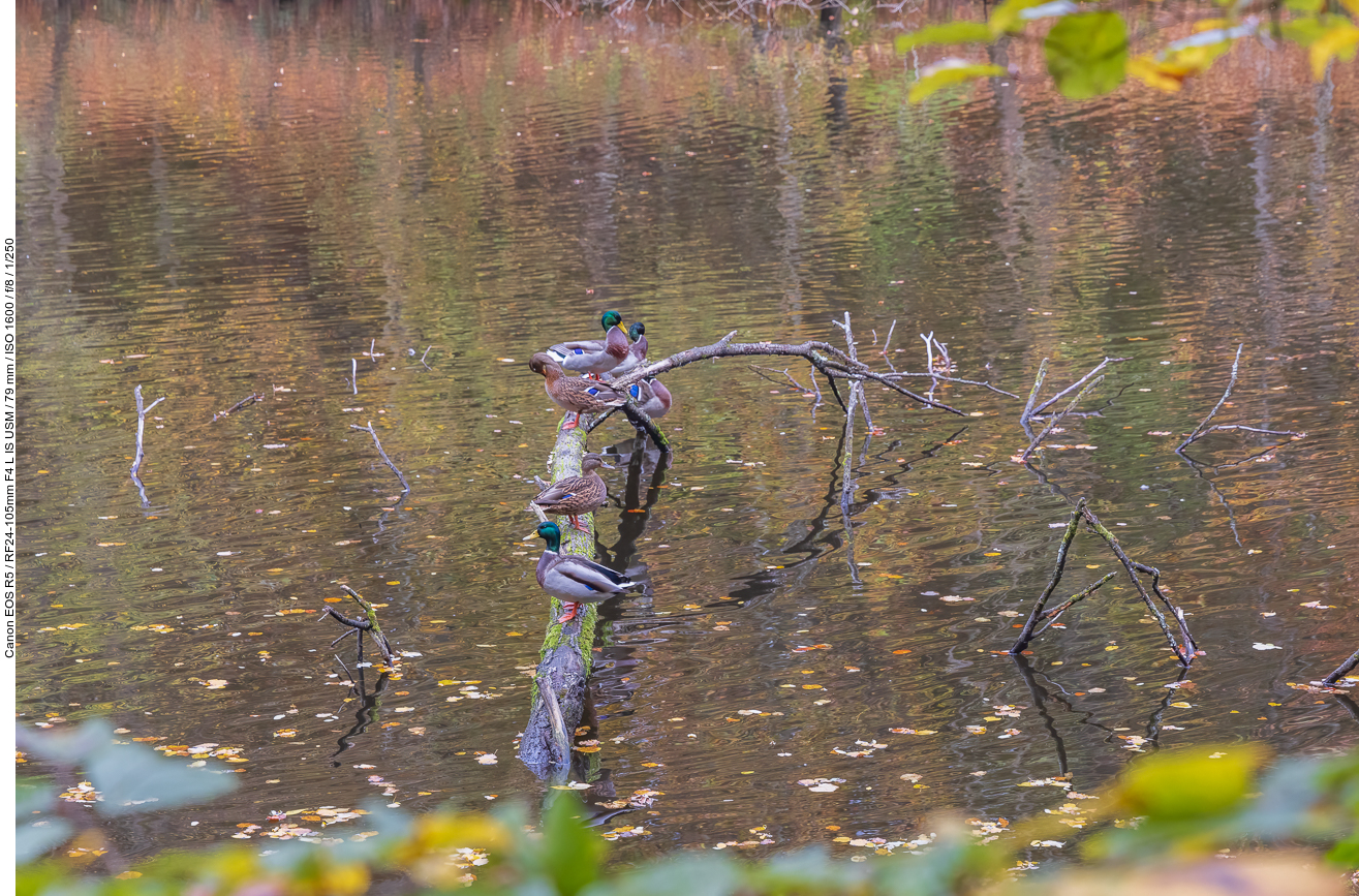 Stockenten auf Baumstamm