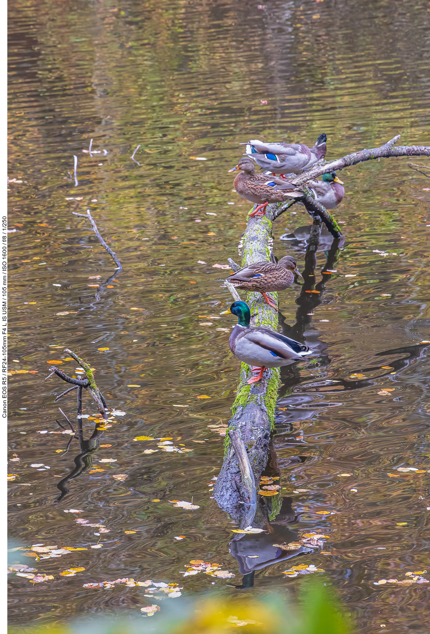 Stockenten auf Baumstamm
