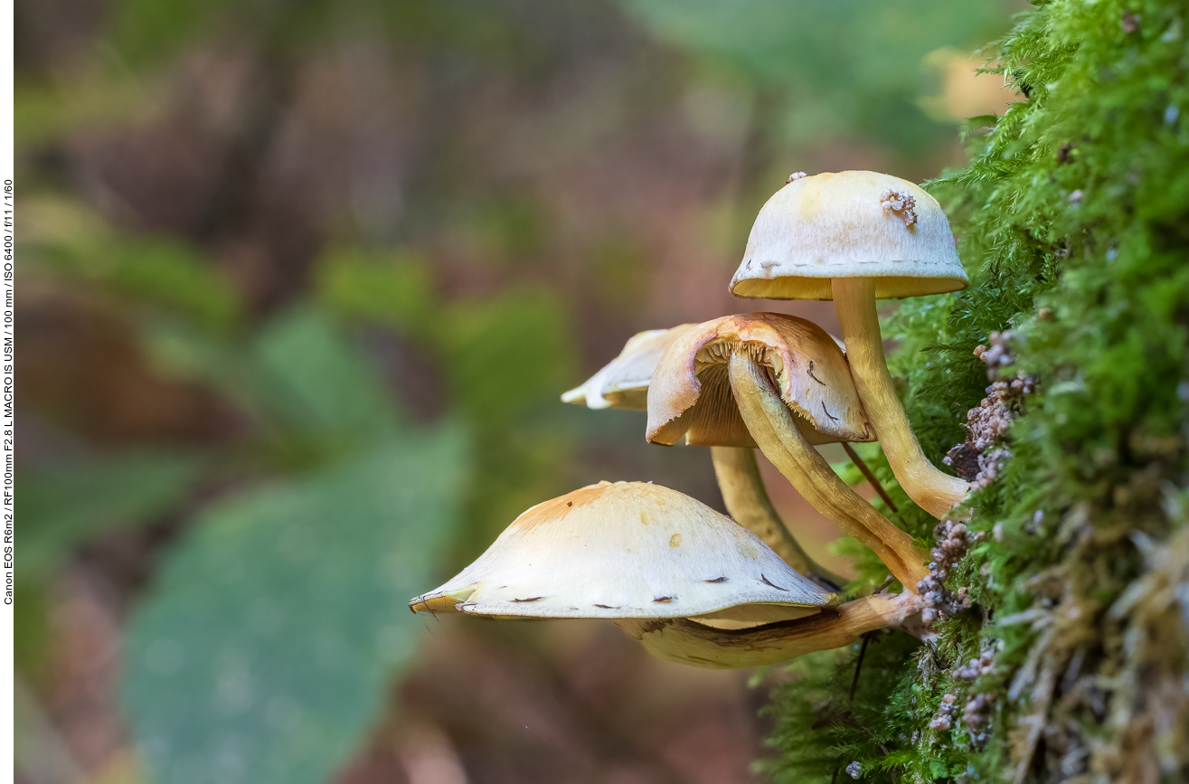 Grünblättriger Schwefelkopf an einem abgestobenen Baum