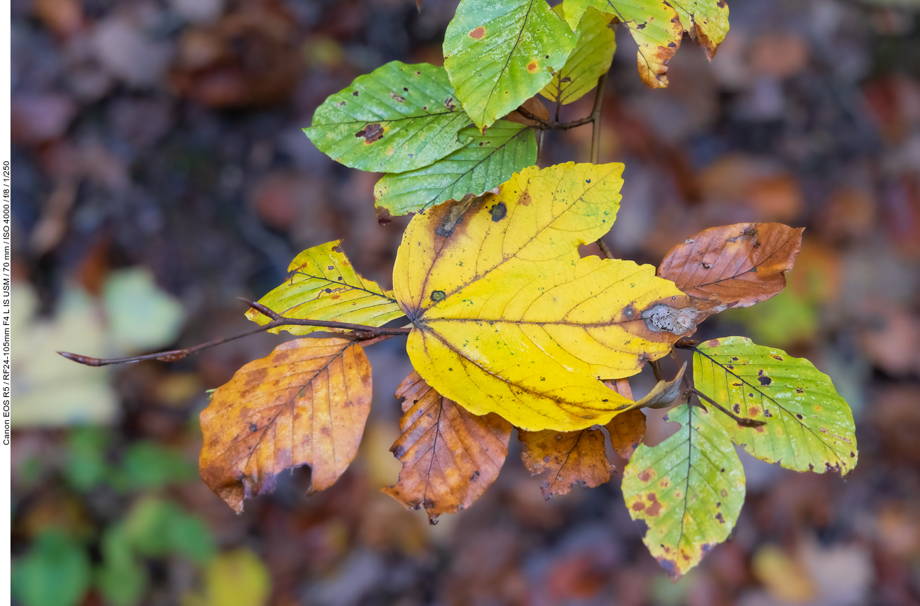 Abgefallenes Ahornblatt auf dem Zweig einer Rotbuche
