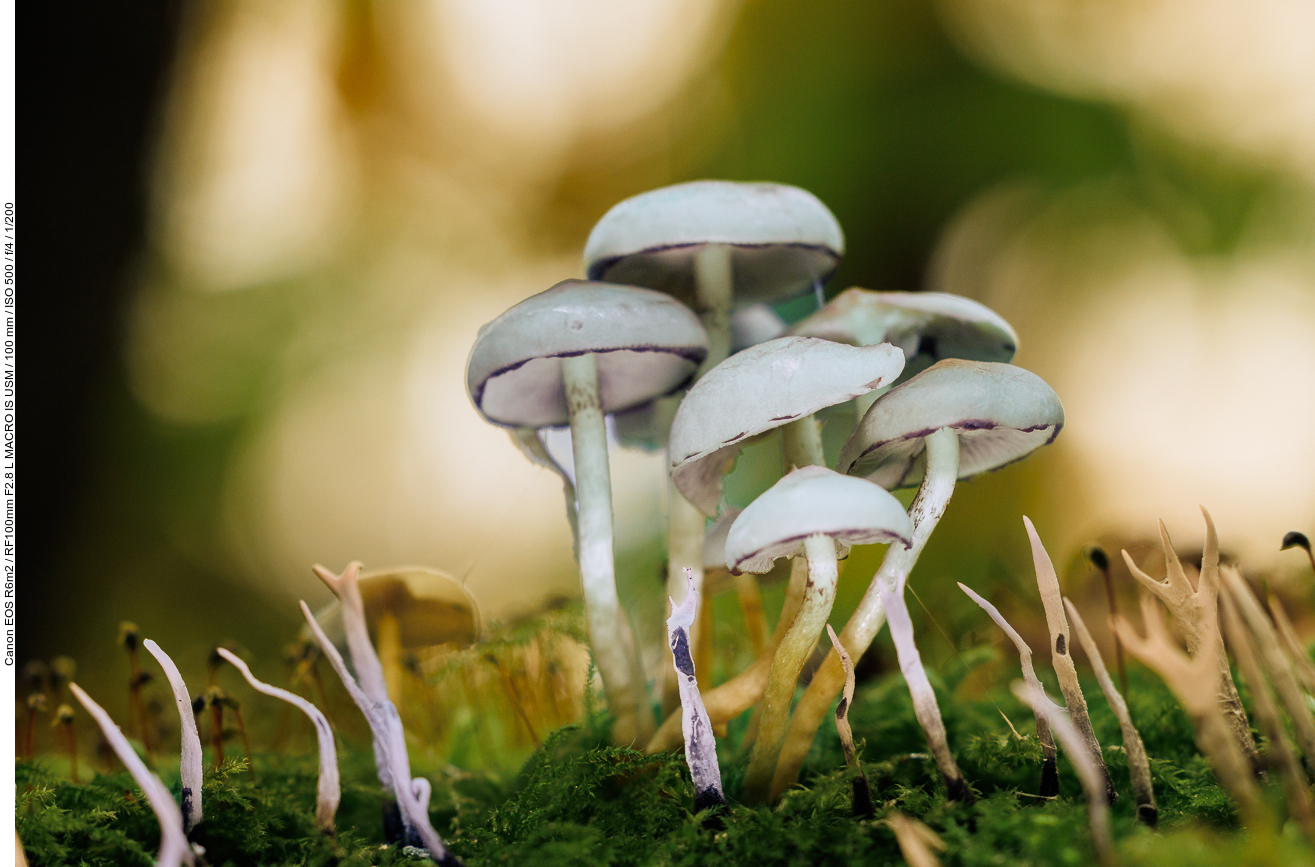 Grünblättriger Schwefelkopf