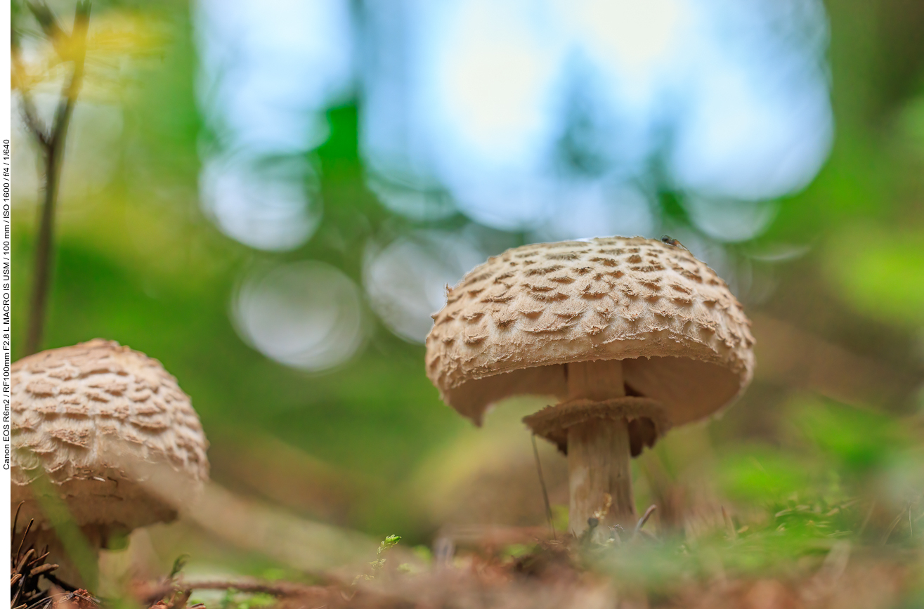 Gemeiner Riesenschirmling