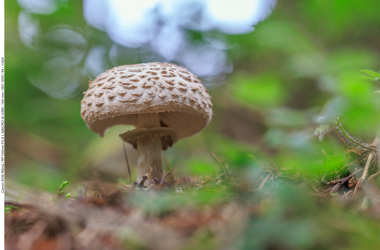 Gemeiner Riesenschirmling