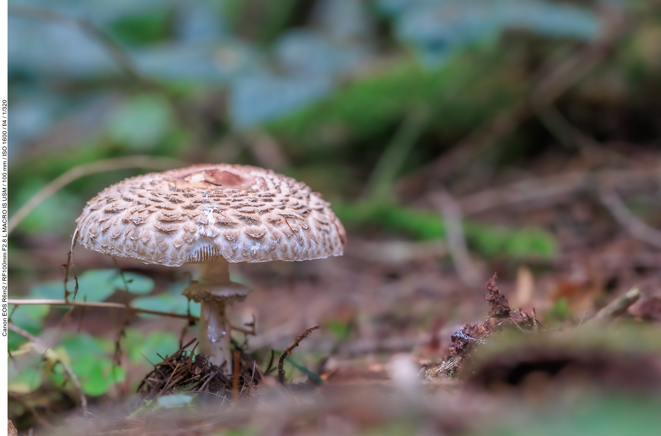 Gemeiner Riesenschirmling