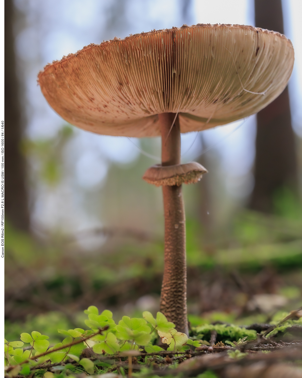 Gemeiner Riesenschirmling