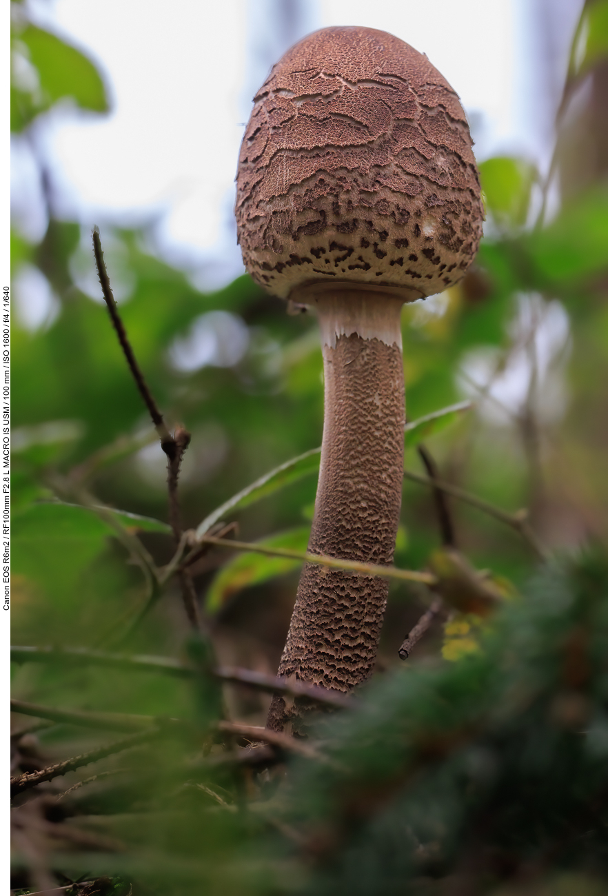 Gemeiner Riesenschirmling