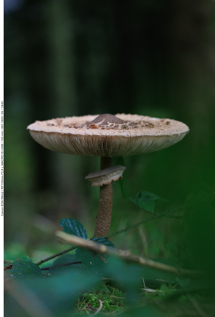 Gemeiner Riesenschirmling