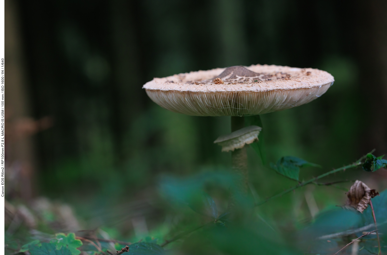 Gemeiner Riesenschirmling