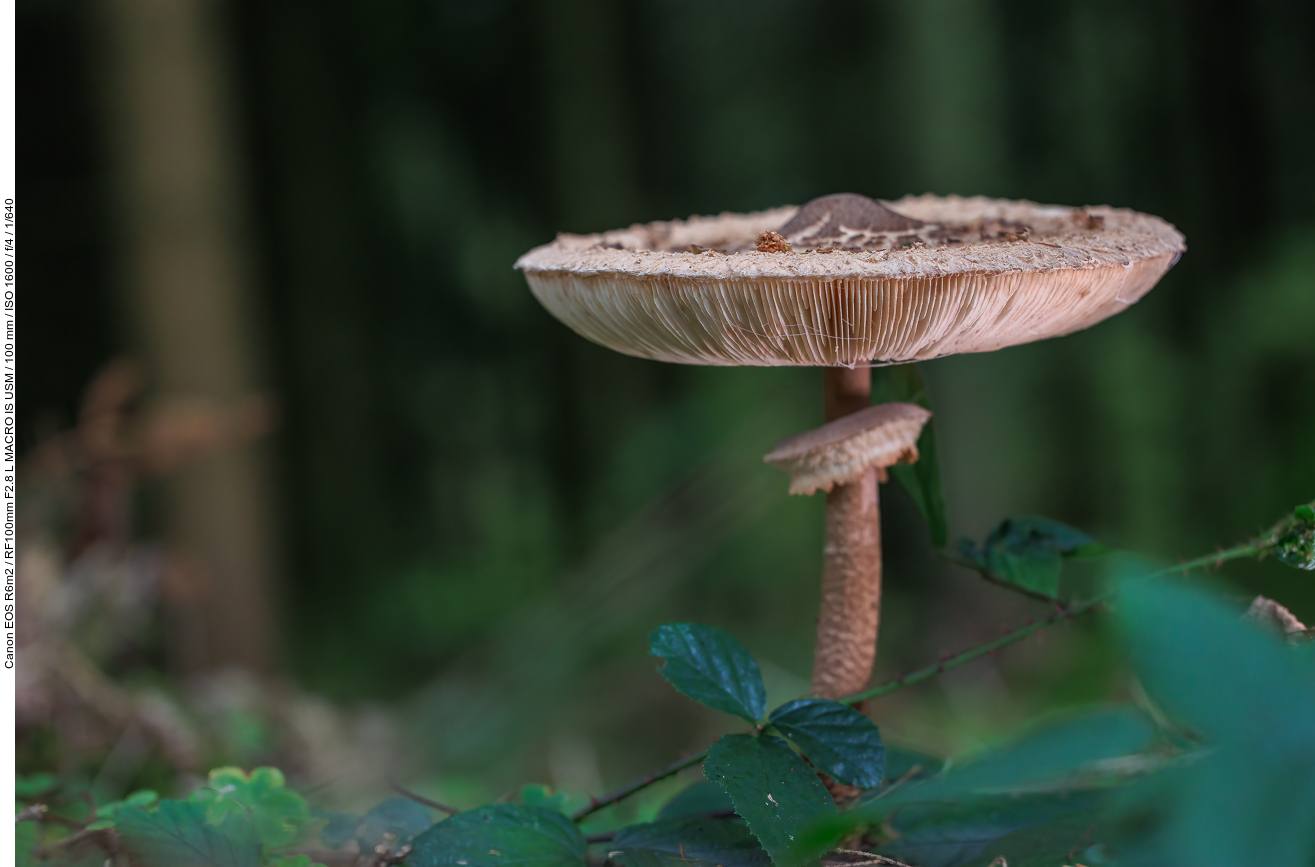 Gemeiner Riesenschirmling