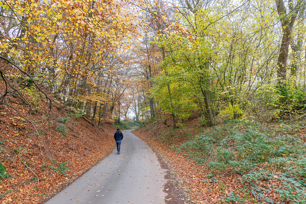 Weg durch den herbstlichen Wald