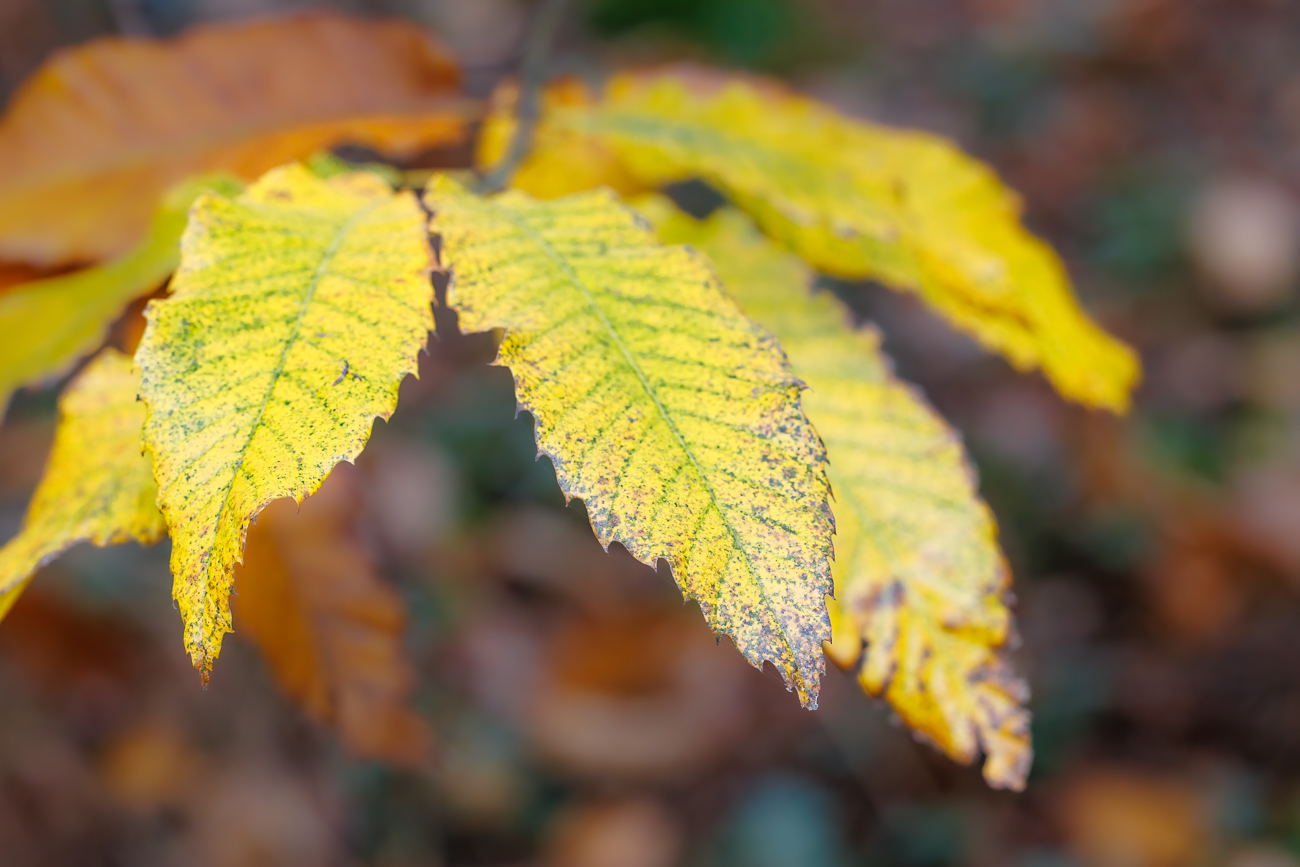 Pennsylvanische Kastanie [Castanea pumila]