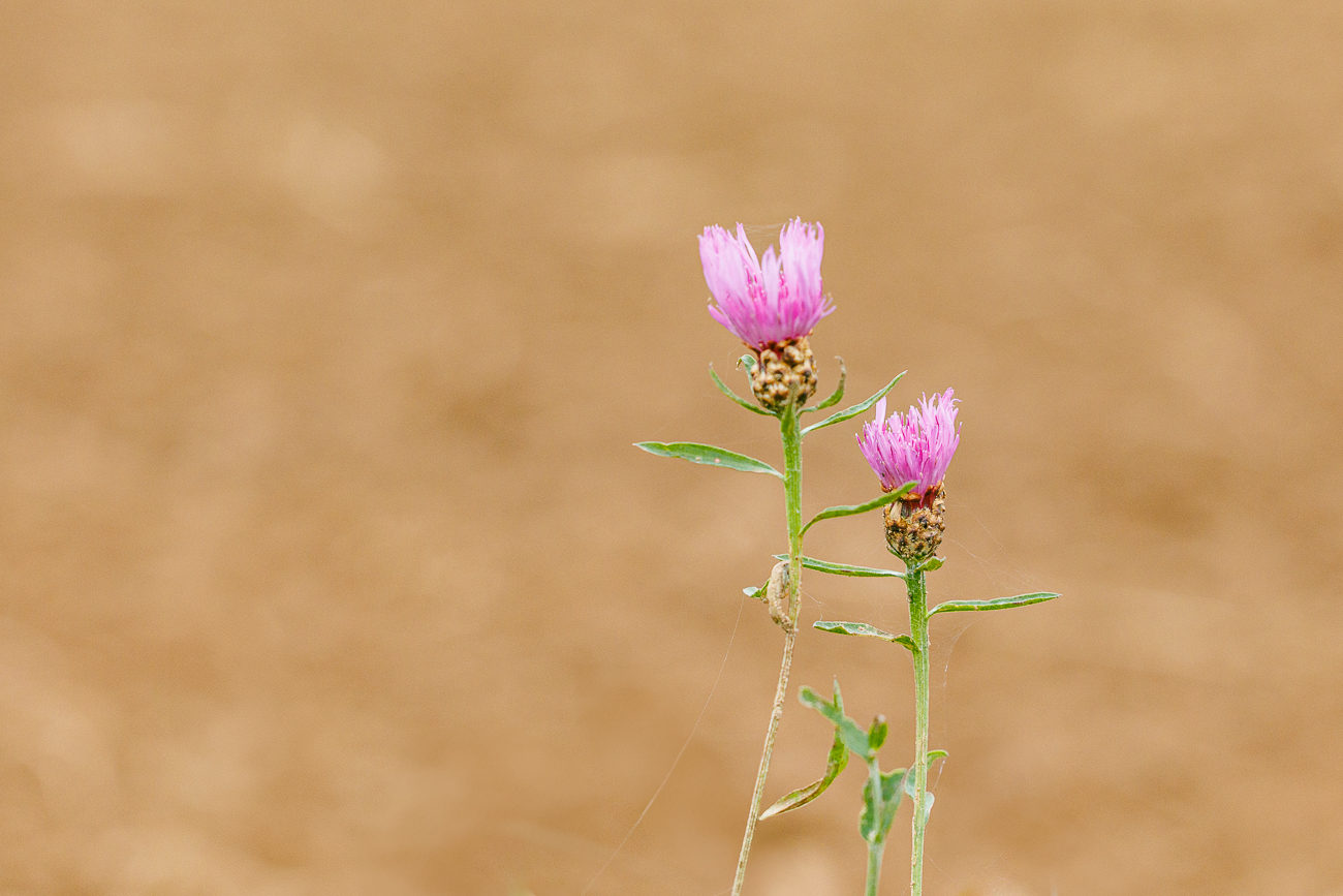 Taeuschende Flockenblume [Centaurea decipiens]