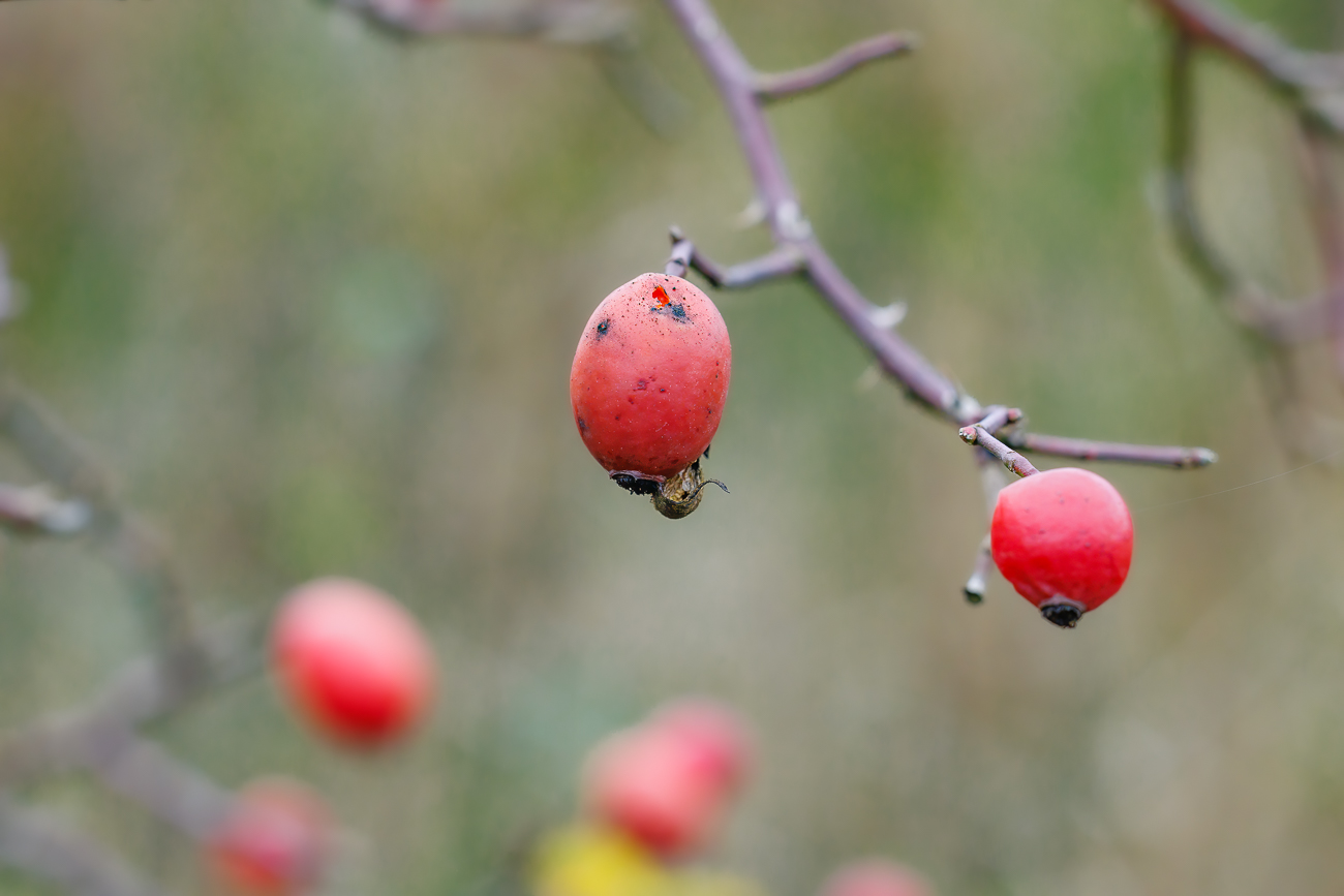 Graugrüne Rose [Rosa dumalis]