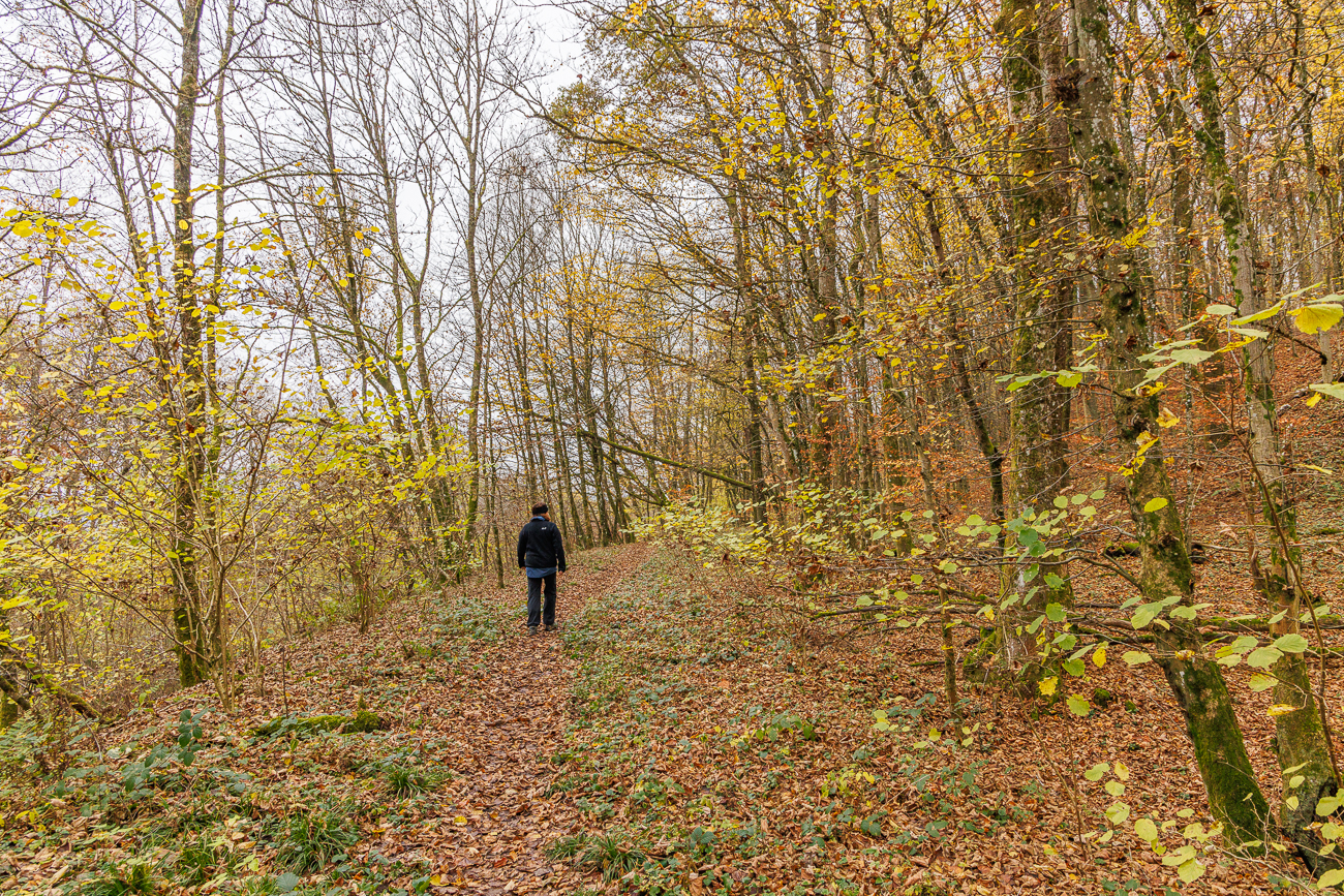 Der schmale Waldweg ...