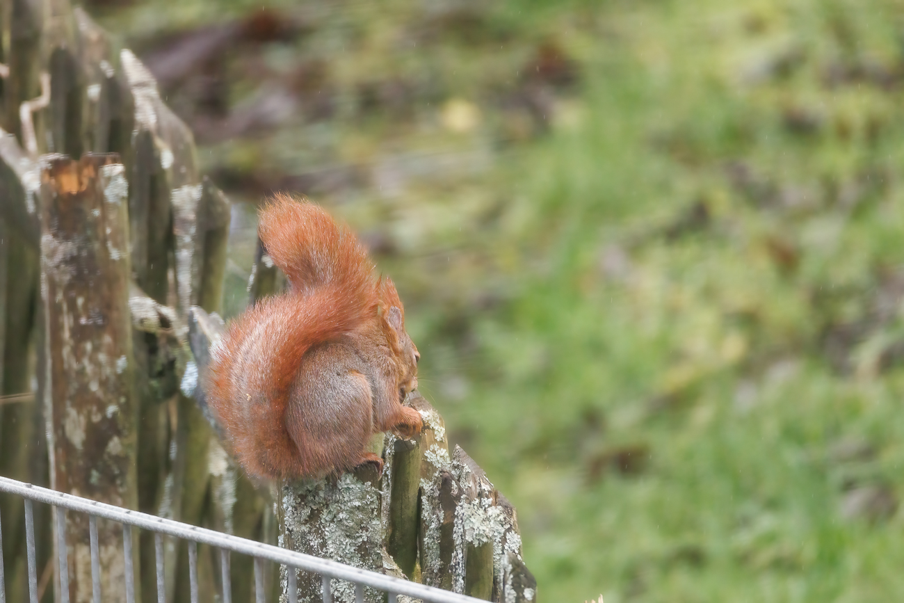 Eichhörnchen auf dem Gartenzaun