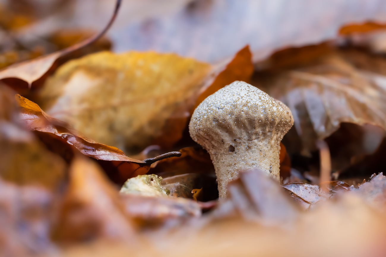Flaschenstäubling unter dem Laub