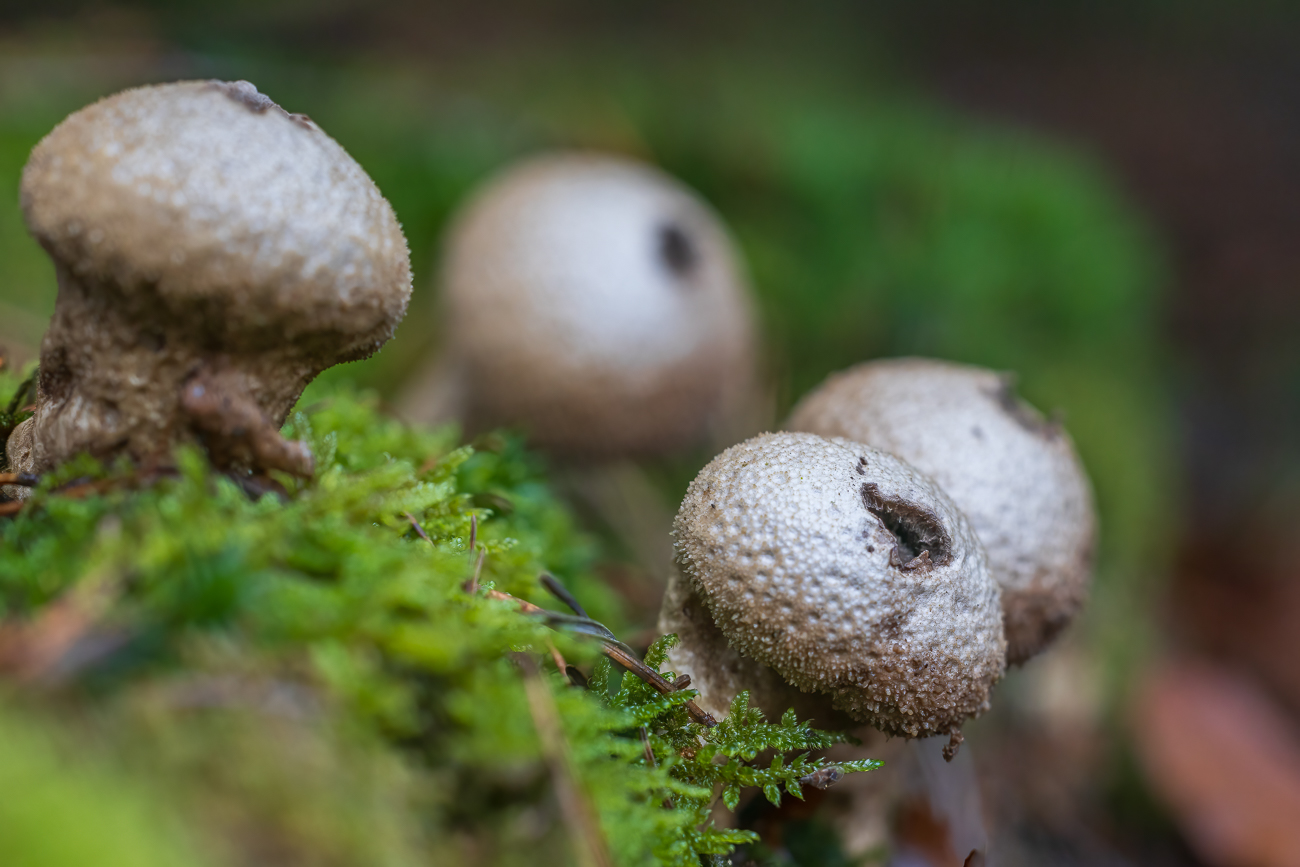 Weitere Flaschenstäublinge