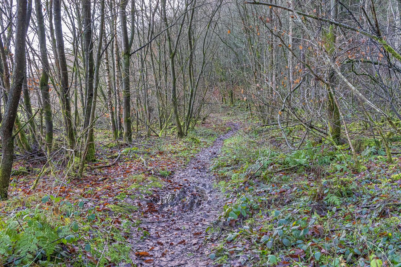 Der Weg wird etwas morastiger