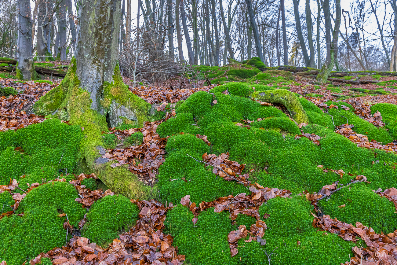 Sternmoos oder auch Pfriemen-Mastkraut [Sagina subulata]
