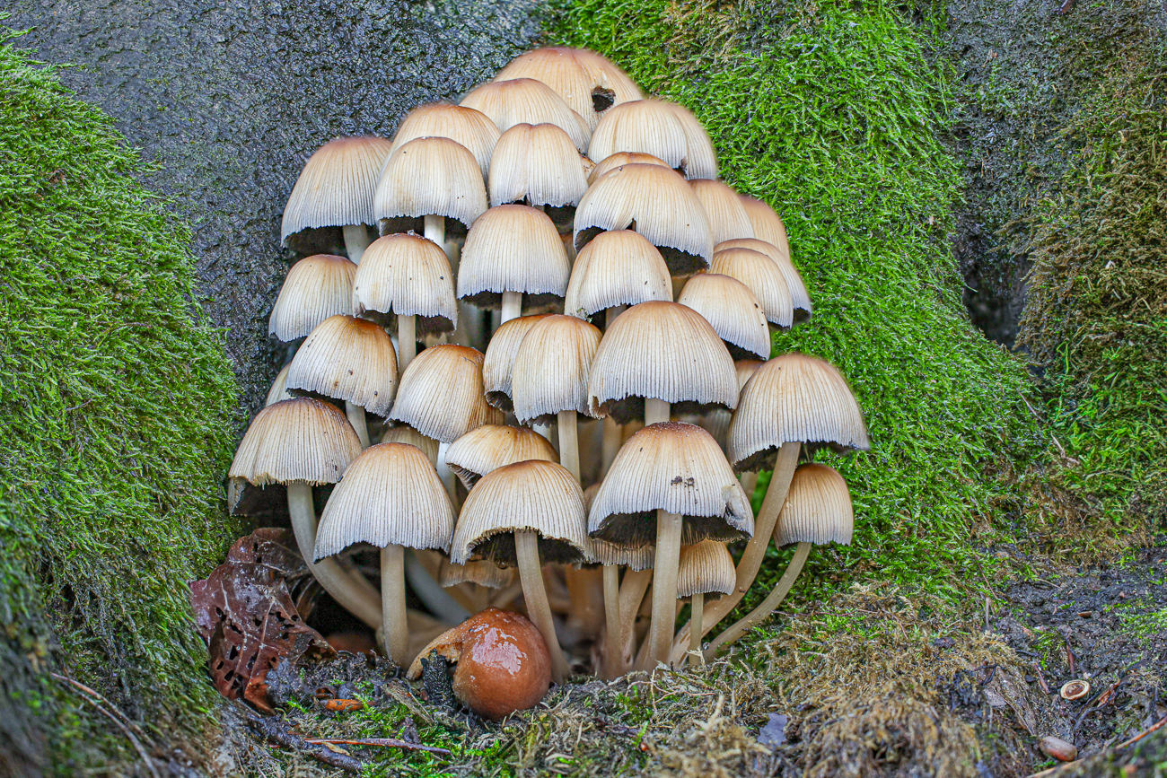 Gemeiner Glimmertintling