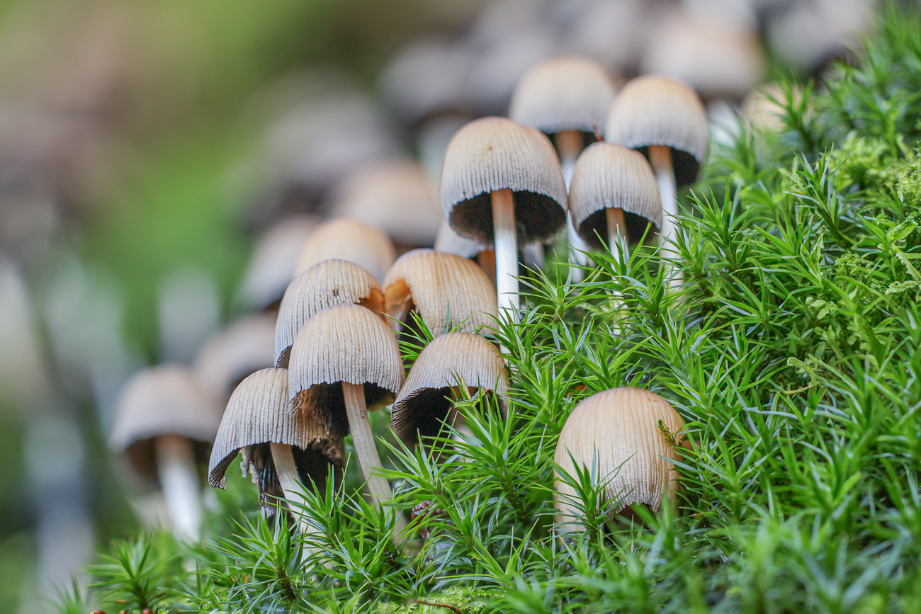 Gemeiner Glimmertintling