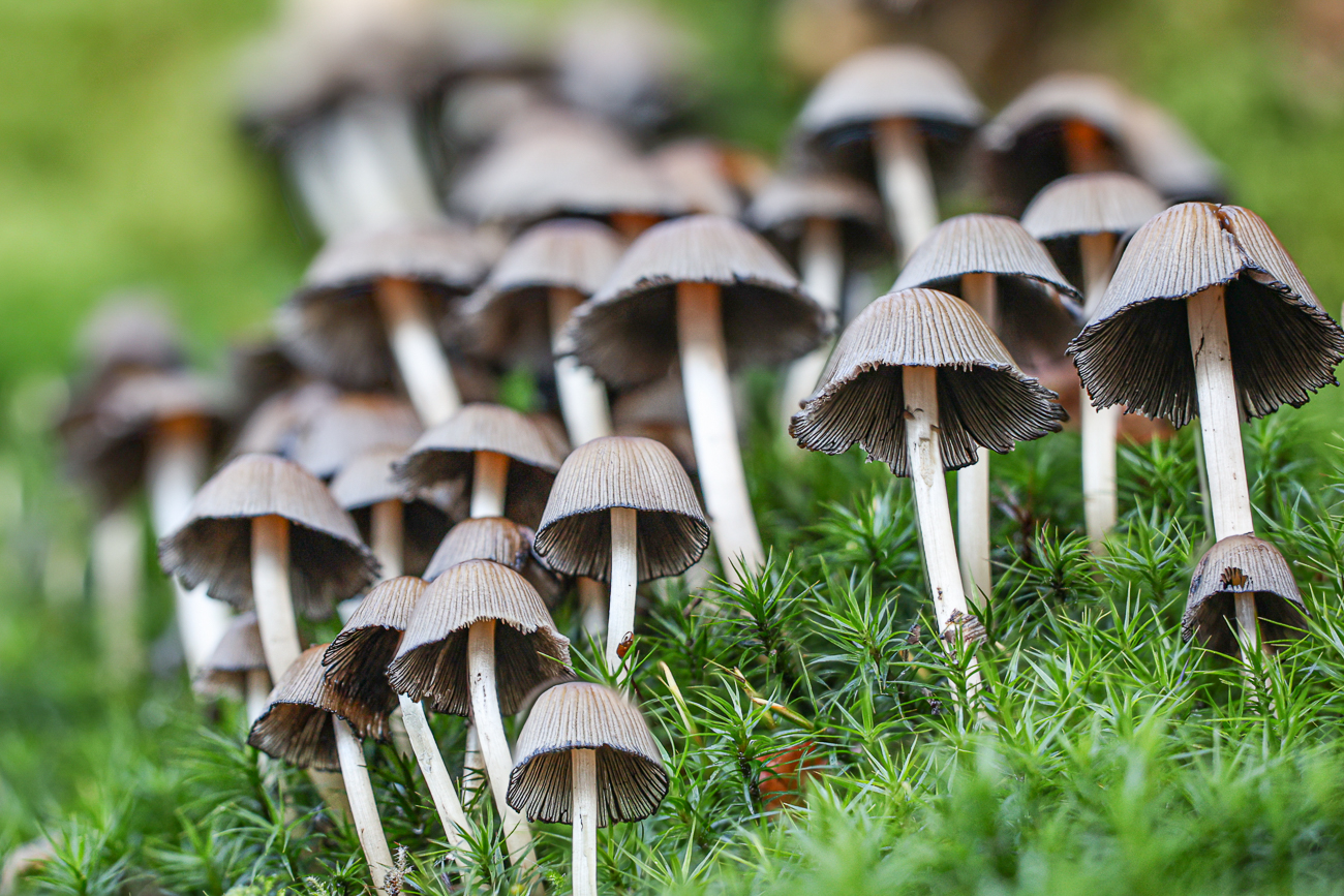 Gemeiner Glimmertintling