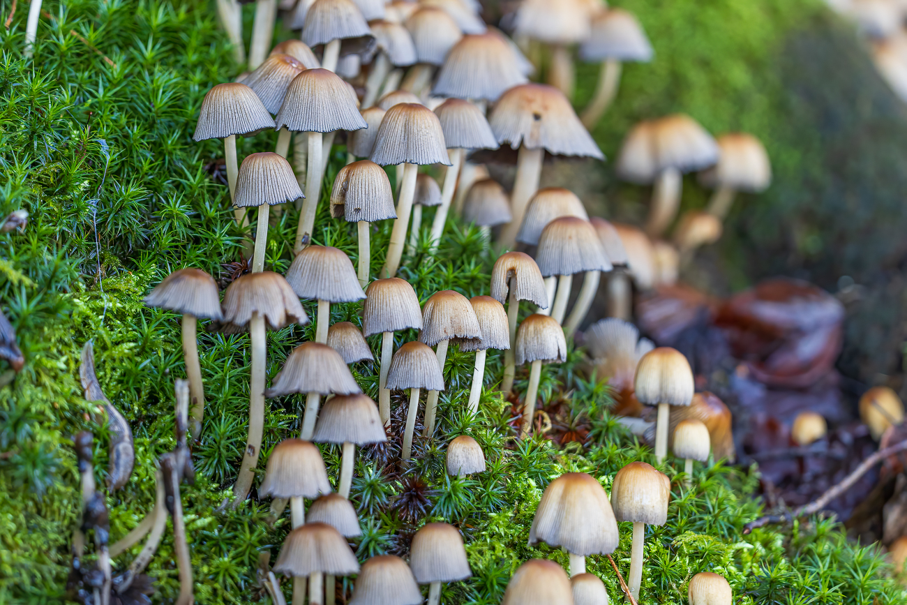 Gemeiner Glimmertintling