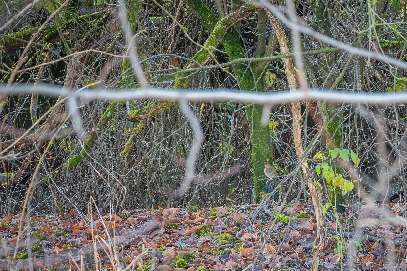 Rotkelchen, leider weit weg