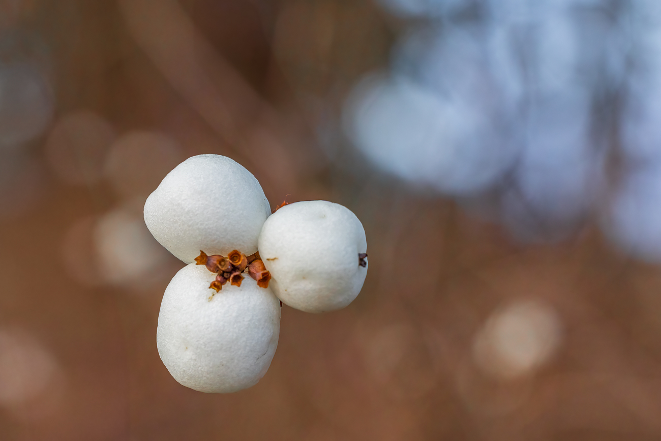 Gewöhnliche Schneebeere [Symphoricarpos albus]