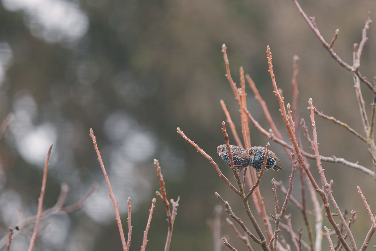 Stare in einem Baum