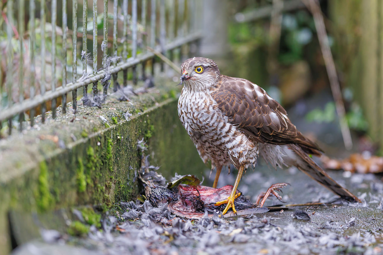 Sperber, hat sich einen Star erbeutet