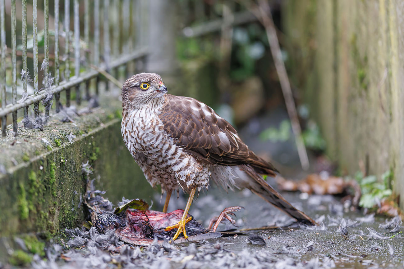 Sperber, hat sich einen Star erbeutet