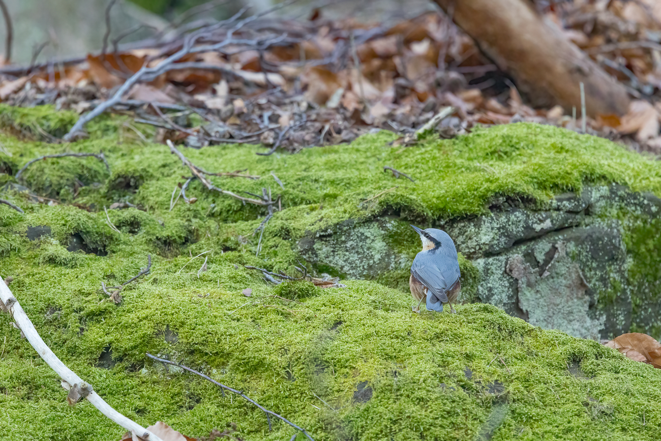 ... von dem nicht so scheuen Kleiber ...