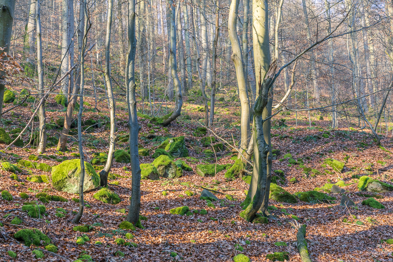 Die Felsen neben dem Weg sind stark mit Moos bewachsen