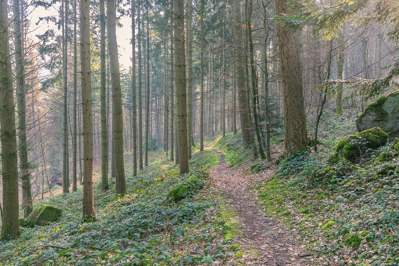 Nun geht es auf einem Singletrail weiter ...