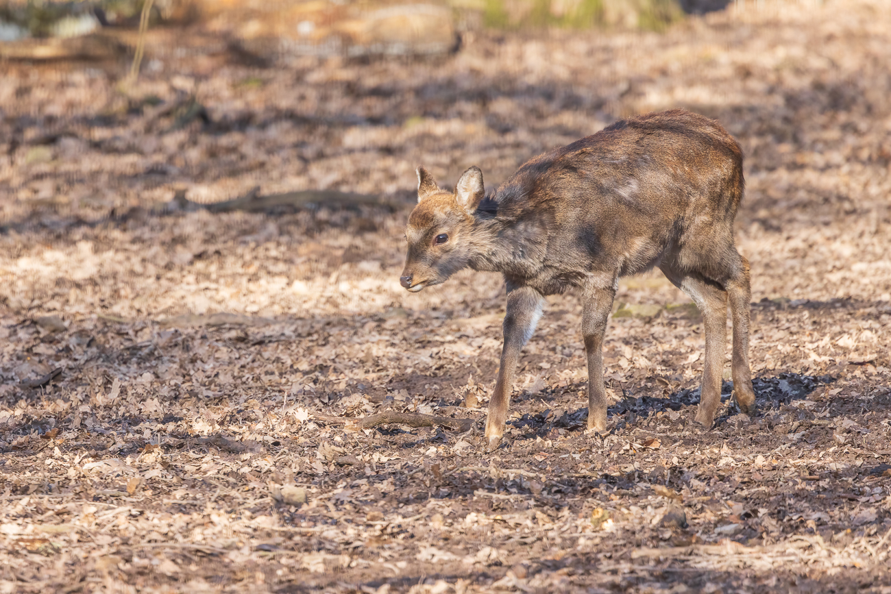 Junges Axis-Wild im Wildpark Pforzheim