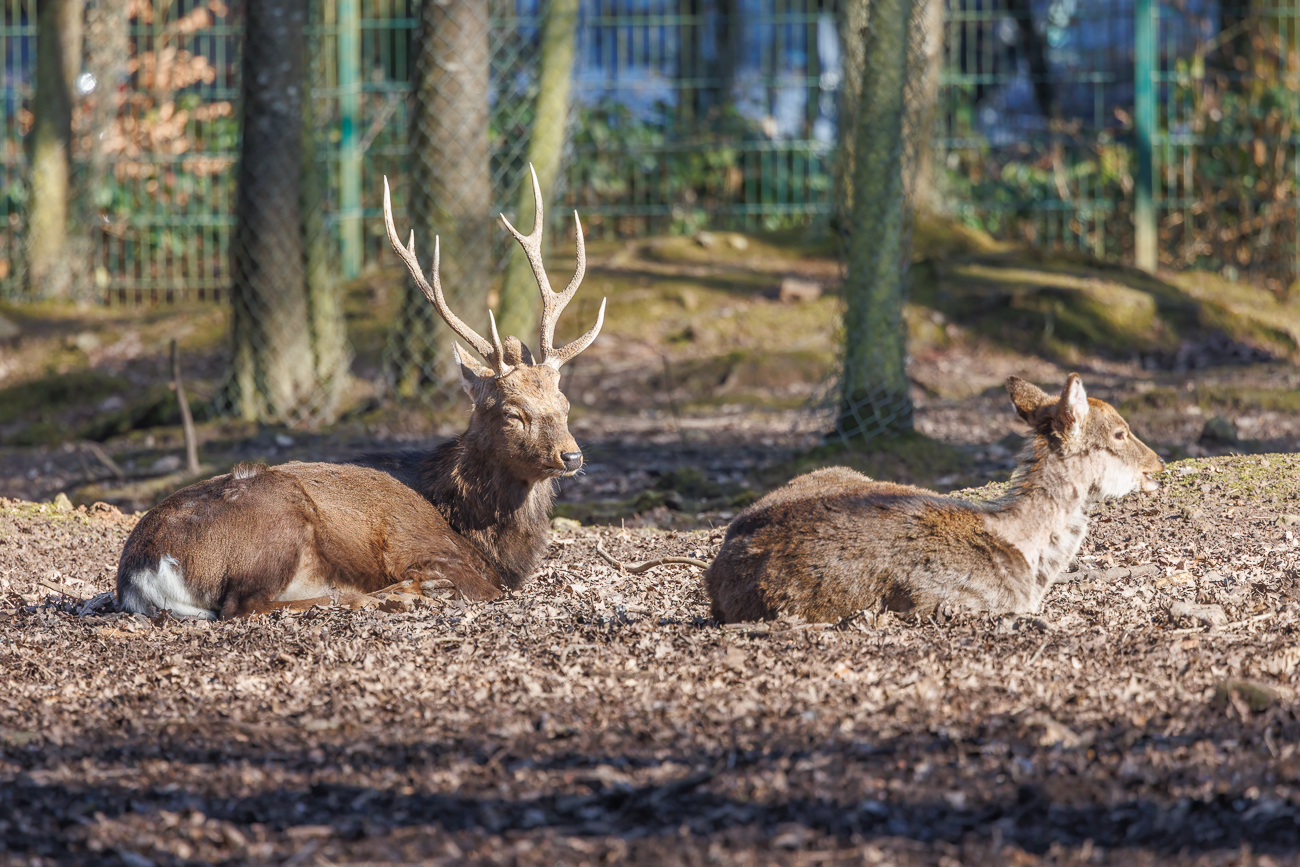 Männliches und weibliches Axis-Wild
