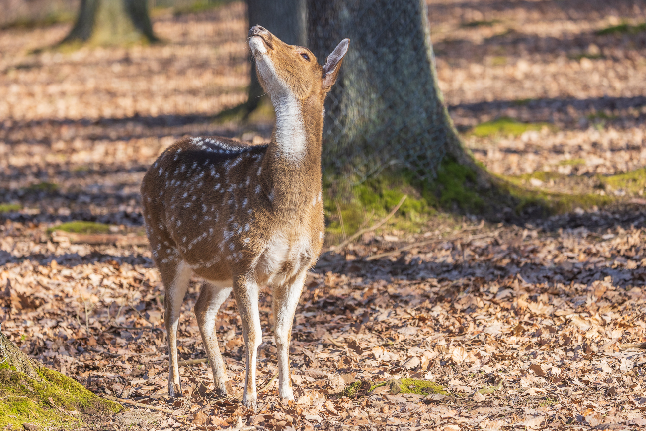 Die Tiere sind ursprünglich in Indien und Sri Lanka beheimatet