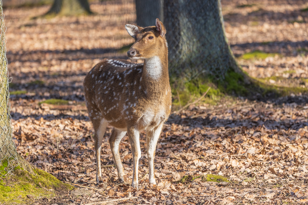 In ihrer Heimat halten sie sich bevorzugt in der Nähe von Wasser auf