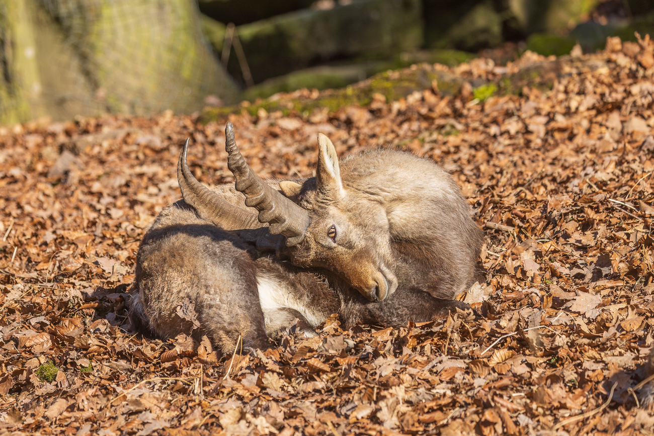 Steinbock in Ruhestellung